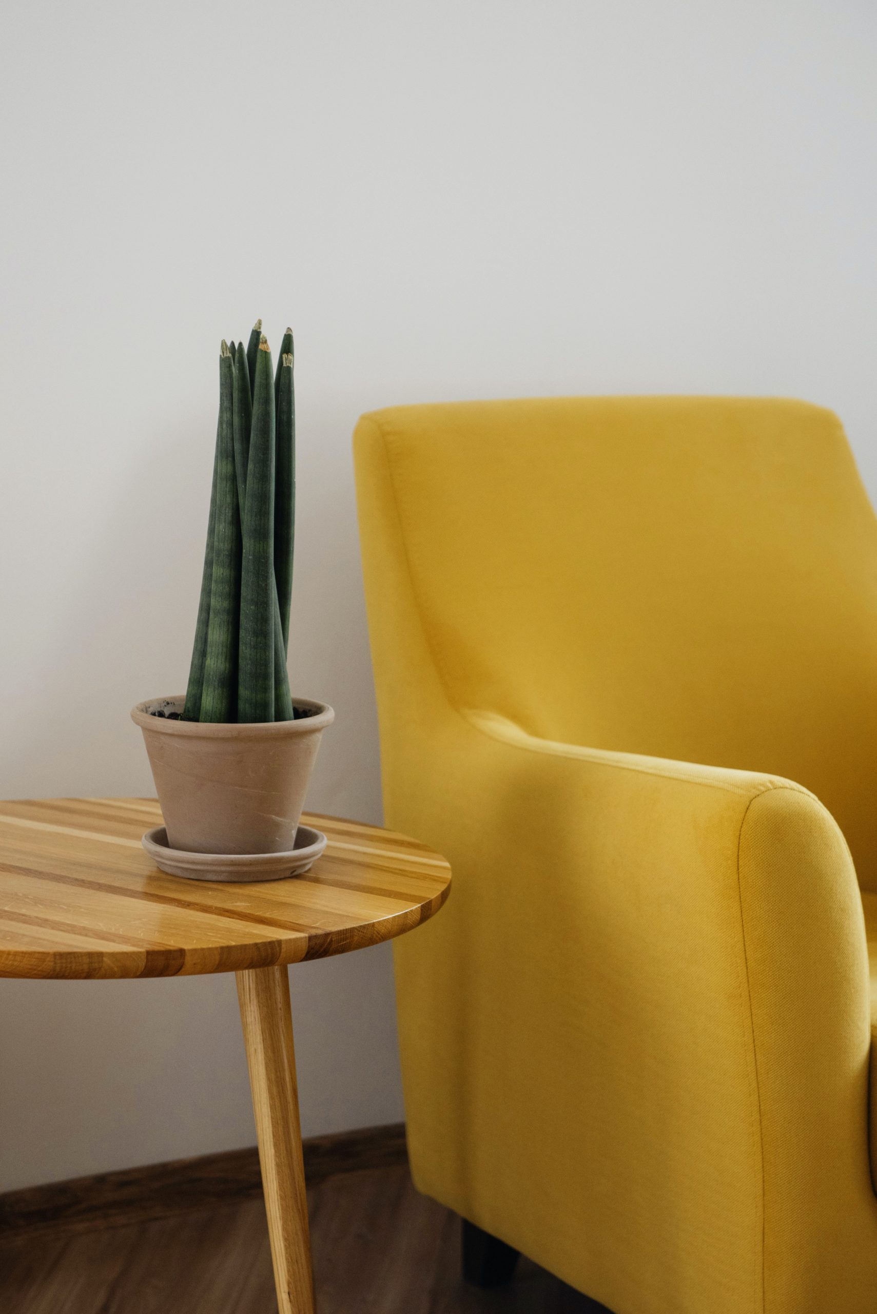 Fauteuil jaune et cactus-Sellerie Bancarel